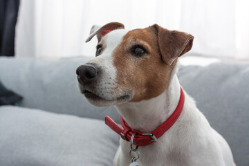 Jack Russel Terrier dog portrait