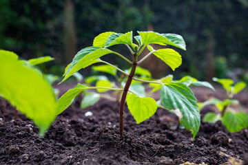 A young green sprout grows out of the ground. Side view.