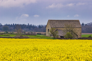 Obraz na płótnie Canvas Rapeseed Field And Barn In The Rural Cotswolds Of England