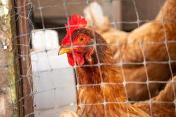 Brown Hens Locked up in a Small Chicken Yard Trying to Escape Outside