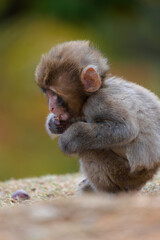 Japanese baby macaque in Arashiyama, Kyoto.