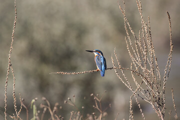 Perched european common kingfisher
