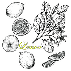 Lemon tree branch. Lemon fruit. Stock vector illustration. Handdrawn Illustration.Engraving. Isolated on white background.Black white sketch. Vegetarian Food. Citrus Fruits.