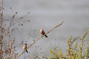 Perched common waxbill in a meadow
