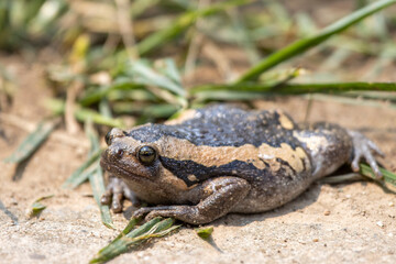 Close-up kaloula pulchra, fat, round, chubby female in the rainy season. Shaped like a frog