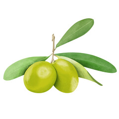 olives with leaves digital drawing
