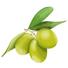 olives with leaves digital drawing