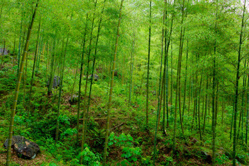 Green bamboo forest in rainy days.