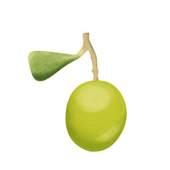 olives with leaves digital drawing