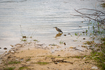 The Striated Heron (Butorides striata) also known as Mangrove Little or Green-backed Heron, Bird on the River in Guatape, Colombia