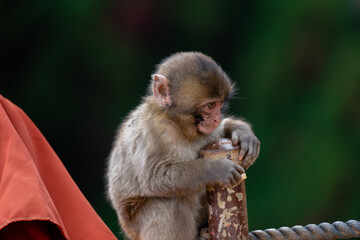 Japanese baby macaque in Arashiyama, Kyoto.