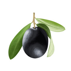 olives with leaves digital drawing