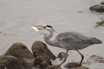 Heron eating a mullet