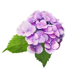 Purple hydrangea flowers background for texture.