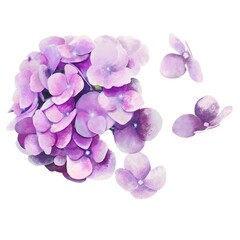 Purple hydrangea flowers background for texture.