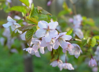 Obraz na płótnie Canvas Sakhalin cherry blossom (Prunus sargentii), selective focus, horizontal orientation.