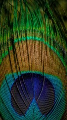 Obraz premium peacock feather close up
