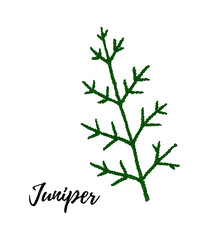 Hand drawn green juniper branch isolated on white background. Vector illustration in sketch style