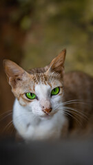 Fototapeta premium close up of a cat