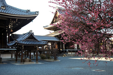 Cherry blossoms at hongwanji in Kyoto, Japan