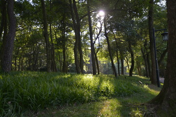 morning in the forest,  forest, green morning