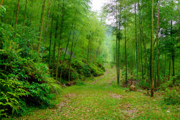 Green bamboo forest in rainy days.