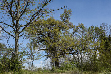 Alberi con germogli primaverili