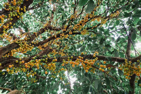 Baccaurea ramiflora Lour or Burmese grape tree , Mafai in Thai, sweet and sour fruit on tree .