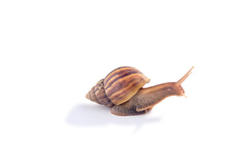 snail crawling isolated on white background