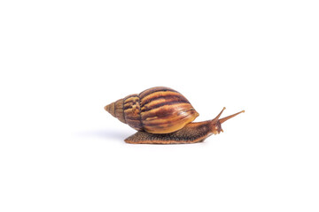 snail crawling isolated on white background