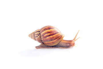 snail crawling isolated on white background