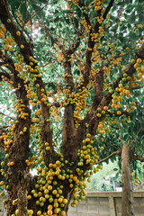 Baccaurea ramiflora Lour or Burmese grape tree , Mafai in Thai, sweet and sour fruit on tree .