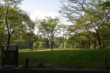 Fototapeta premium morning in the forest