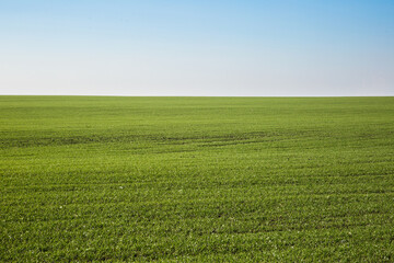 Sprouts of winter wheat sprouted in an endless field