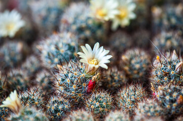 Cactus macro needles background. Macro.