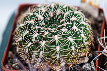 Cactus macro needles background. Macro.
