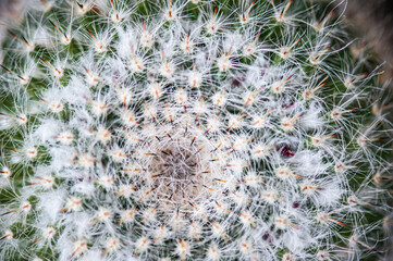 Cactus macro needles background. Macro.