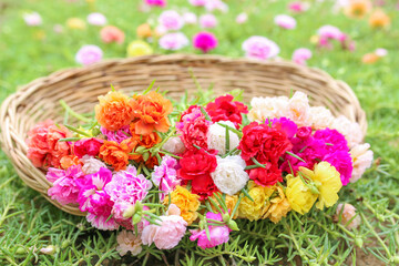 Colorful of moss rose, portulaca grandiflora, japanese rose. Beautiful sun plant.