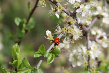 ladybug on a flower,Spring.