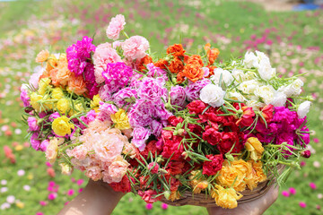 Colorful of moss rose, portulaca grandiflora, japanese rose. Beautiful sun plant.