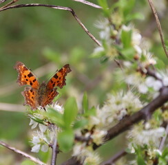 butterfly on a flower