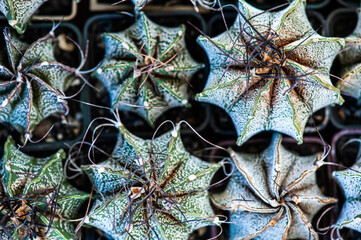 Cactus macro needles background. Macro.