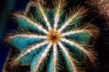 Cactus macro needles background. Macro.