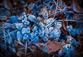 Frosty leaves at winter