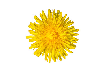 Dandelion cut out on a white background top view.