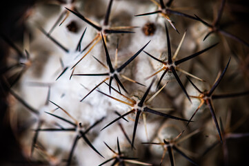 Cactus macro needles background. Macro.