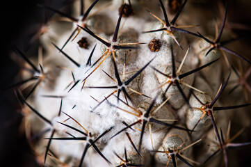 Cactus macro needles background. Macro.