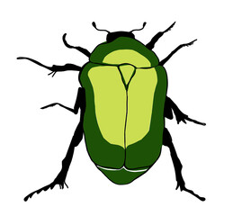 A green beetle on a white background. Bright print on a T-shirt, children`s things, a picture on the wall for a children`s room, kindergarten.