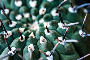 Cactus macro needles background. Macro.