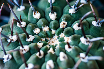 Cactus macro needles background. Macro.